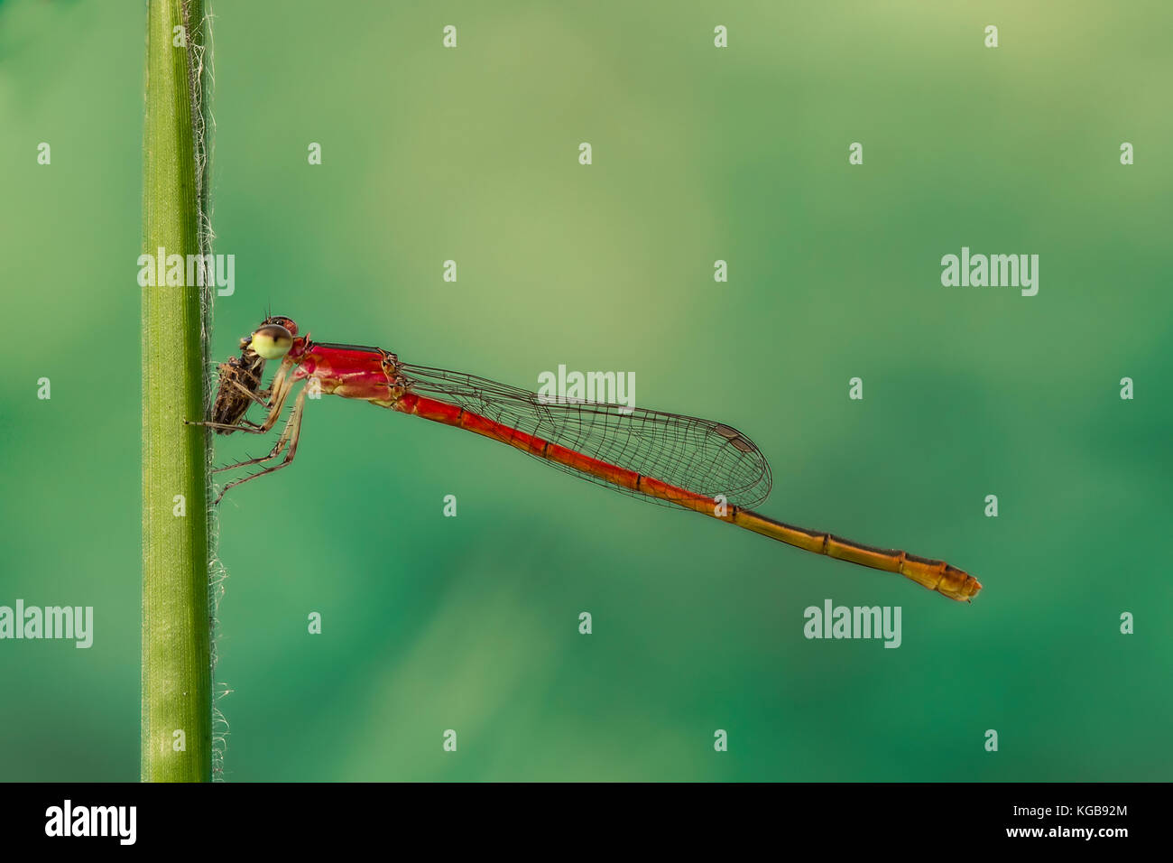 Red Dragonfly/libellule/Zygoptera mange ses proies sur tige d'herbe verte Banque D'Images