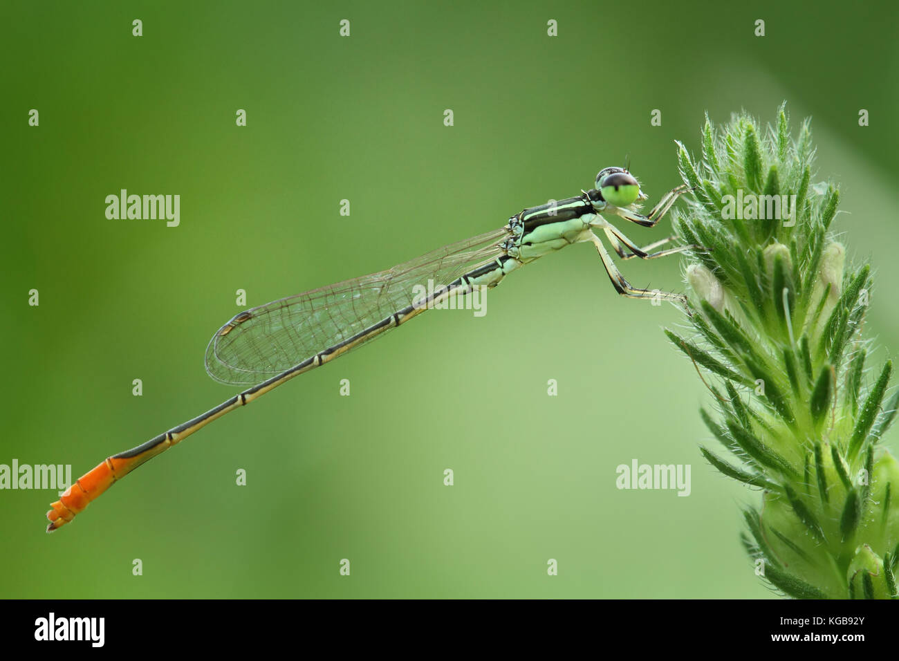 Queue orange vert Dragonfly/Damselfly/Zygoptera perches sur plante verte Banque D'Images