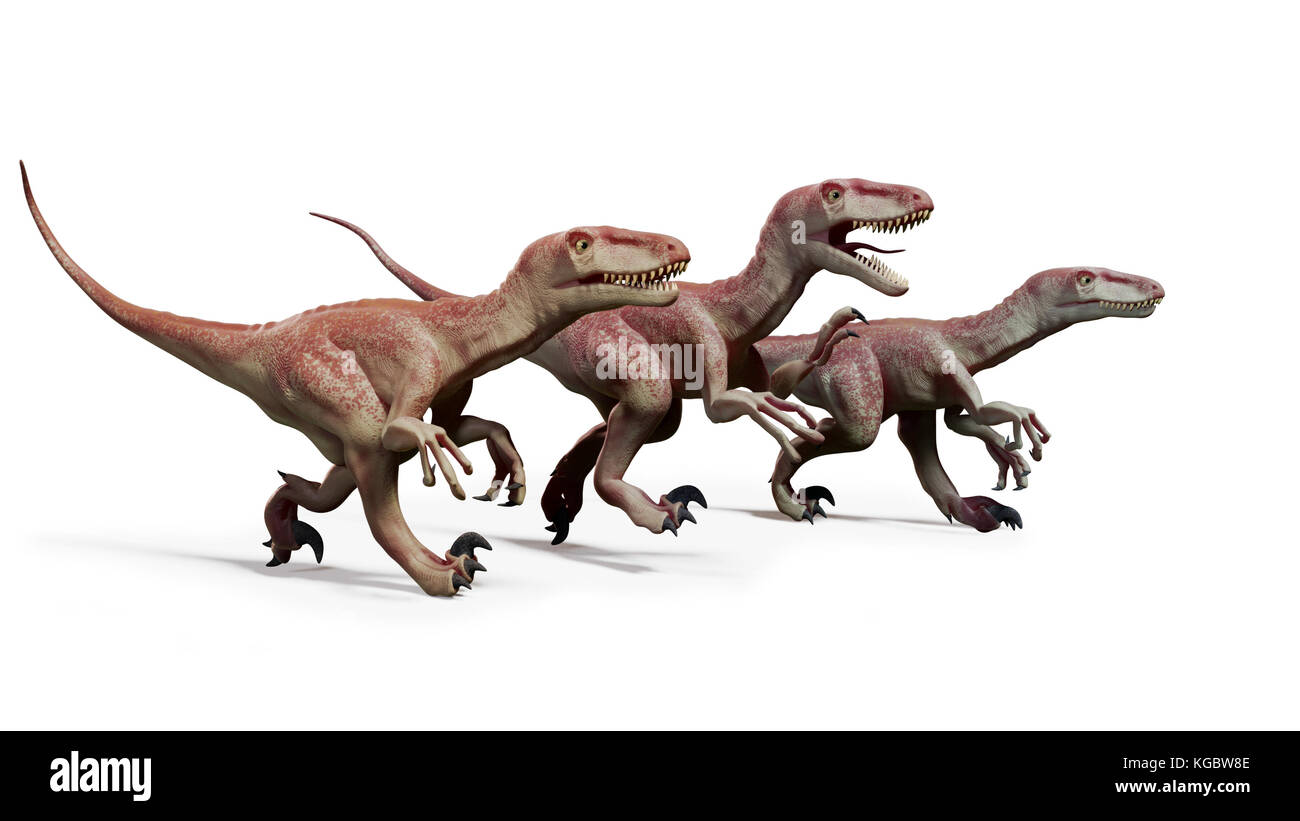 pack de Dromaeosaures, chasse aux dinosaures théropodes, illustration 3d isolée sur fond blanc Banque D'Images