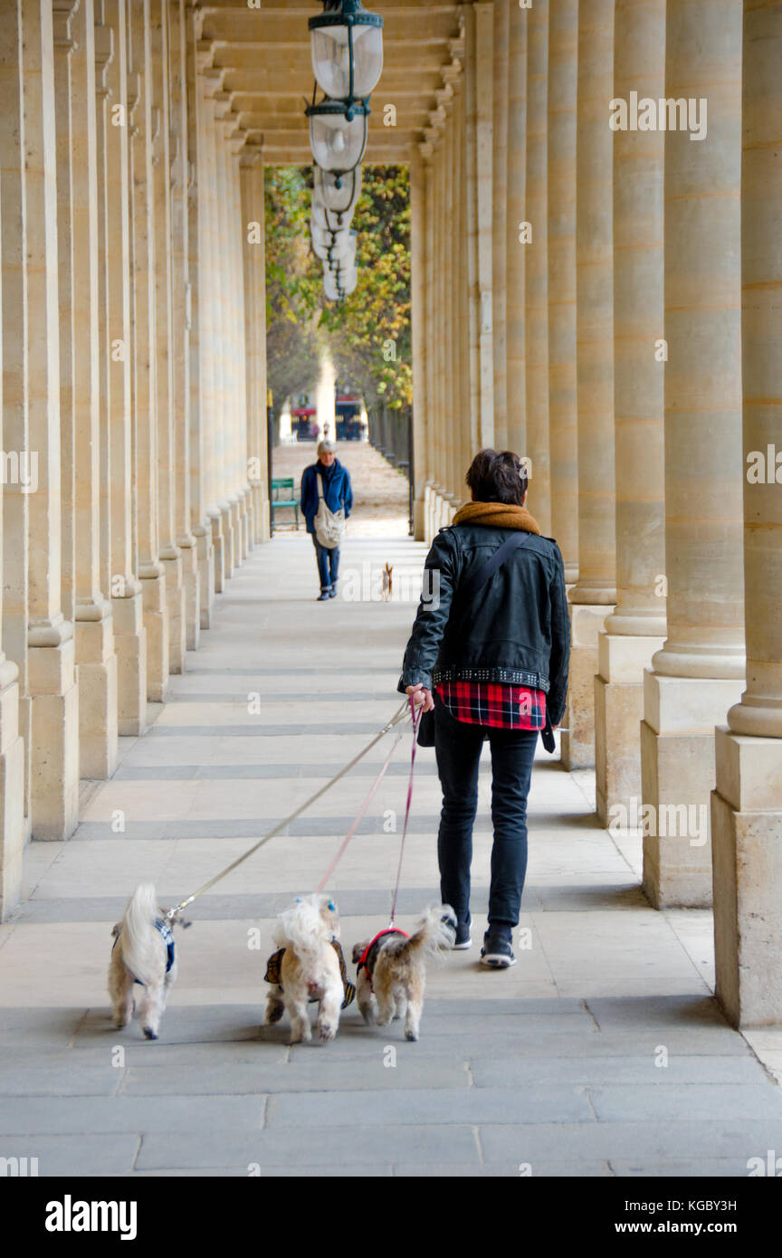 Paris, France. Palais Royal. Femme marche trois petits chiens. Banque D'Images