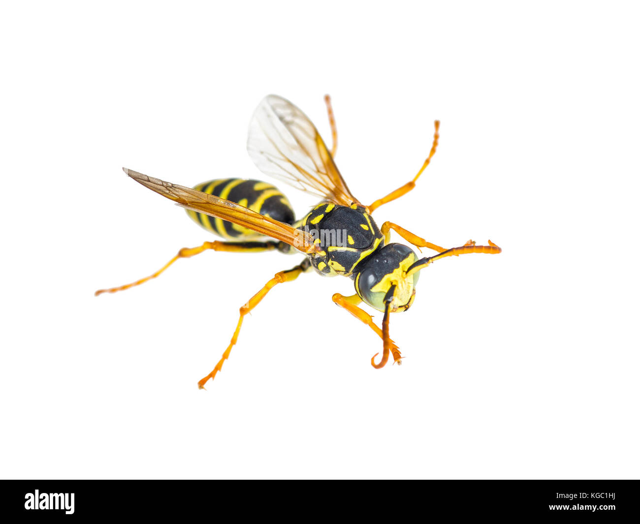 Veste jaune insecte guêpe isolated on white Banque D'Images