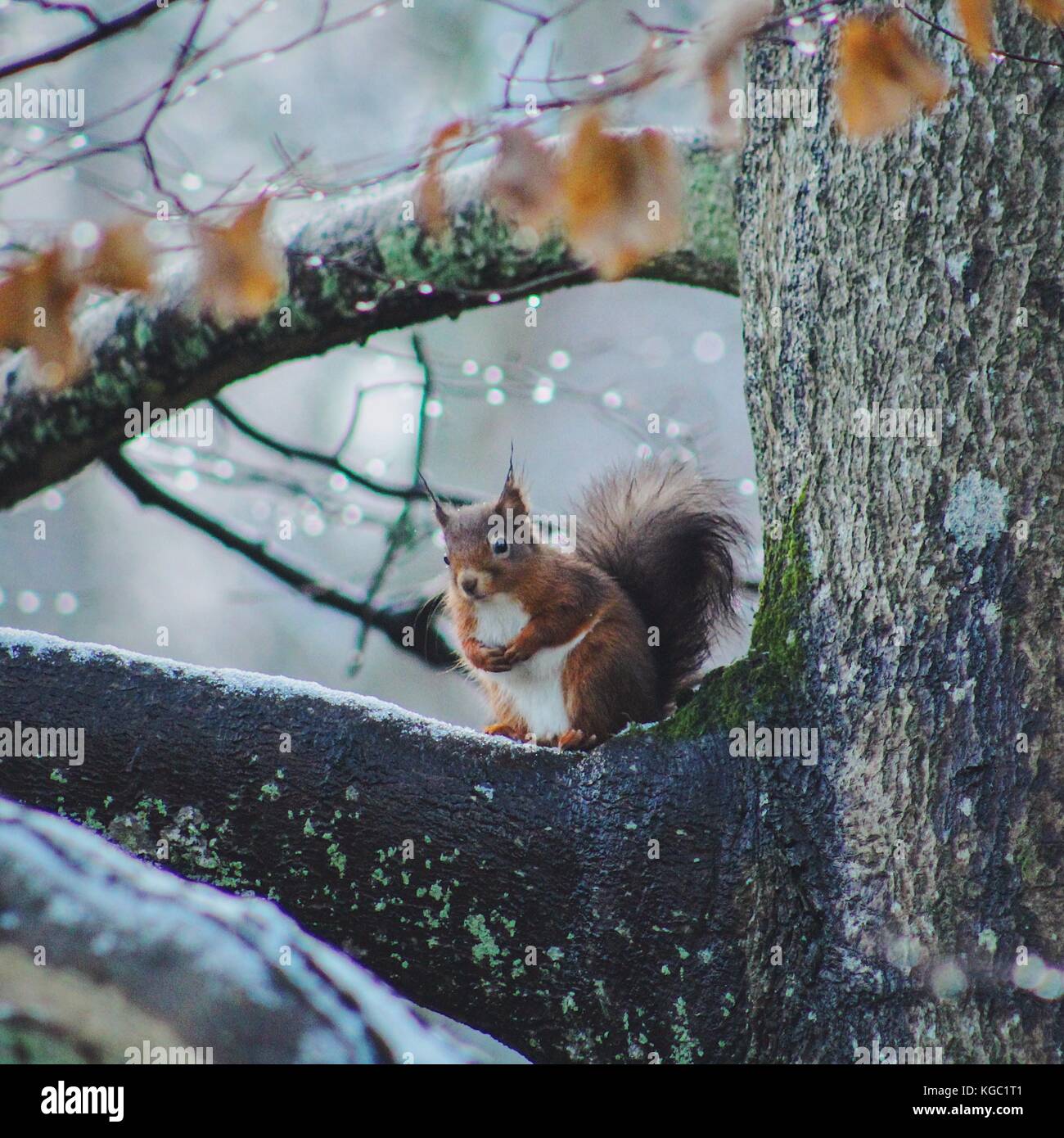 Écureuil rouge pris en Ecosse pendant l'hiver. traitées avec vsco avec préréglage f2 Banque D'Images