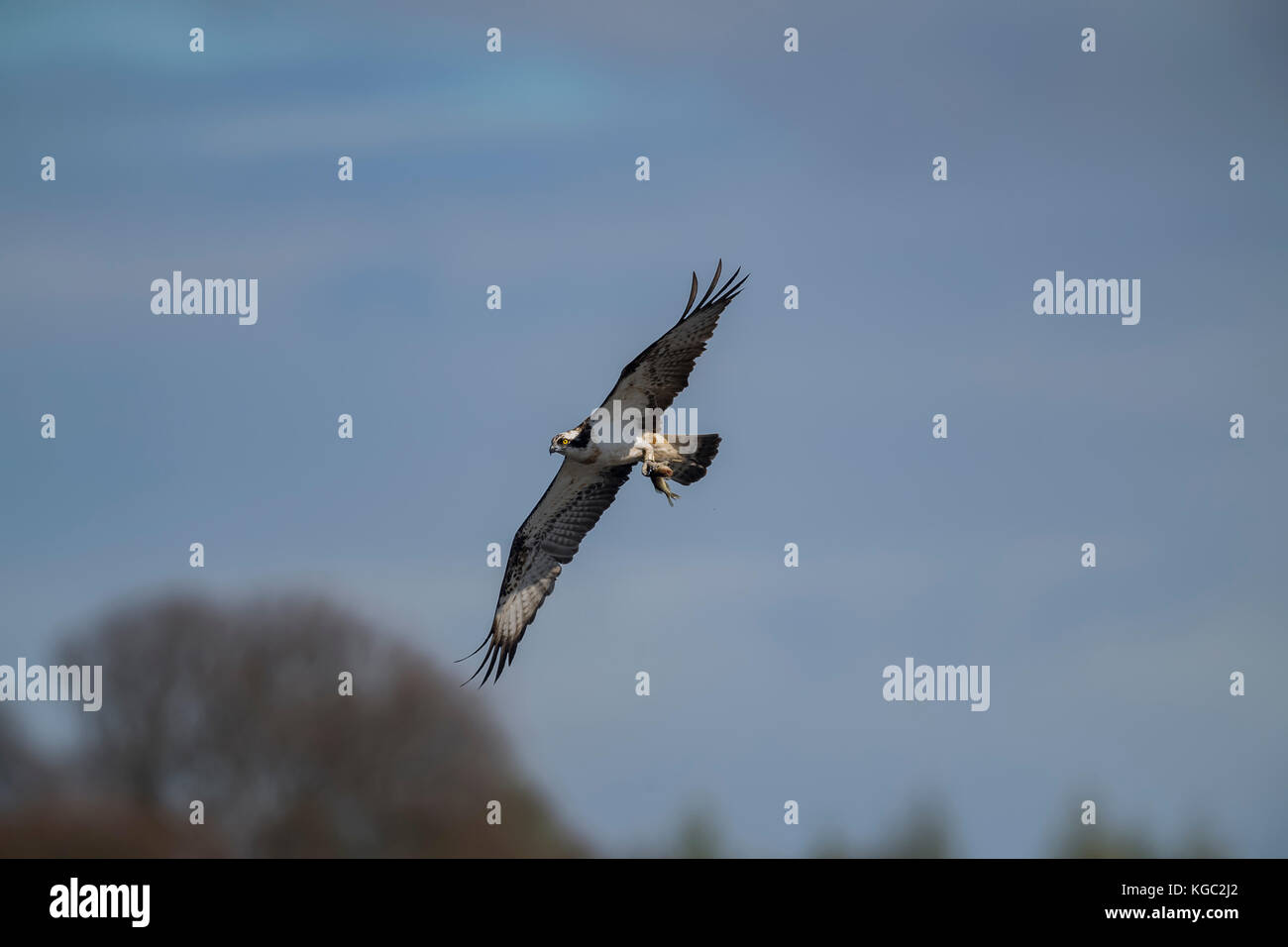 Osprey volant avec un poisson dans ses talons Banque D'Images