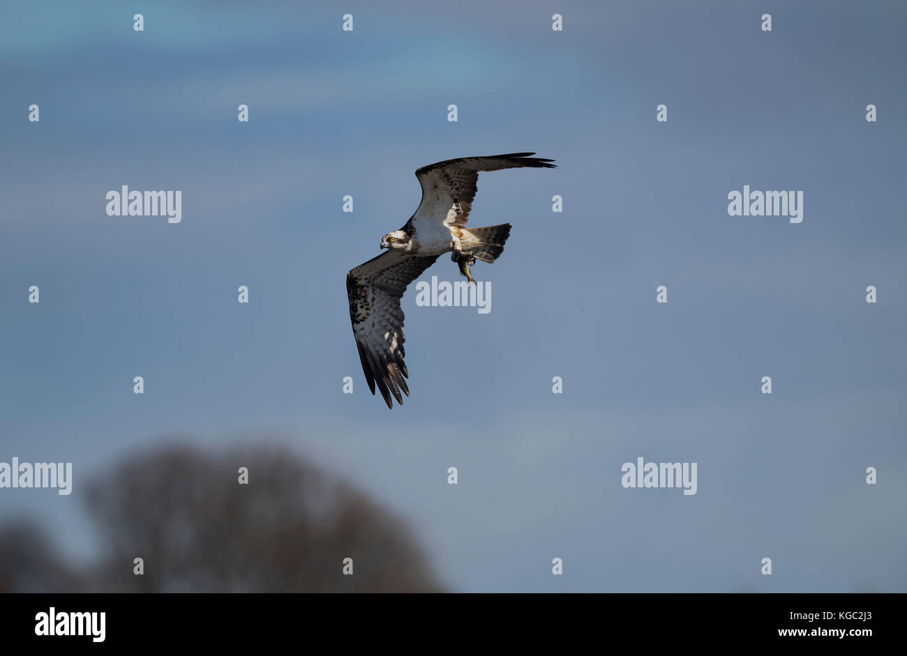 Osprey volant avec un poisson dans ses talons Banque D'Images