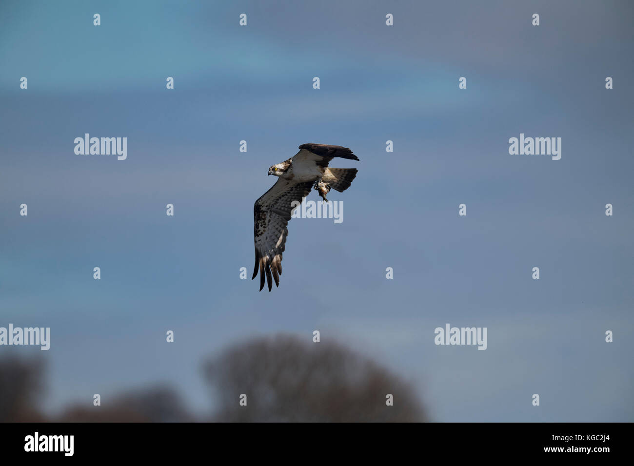 Osprey volant avec un poisson dans ses talons Banque D'Images