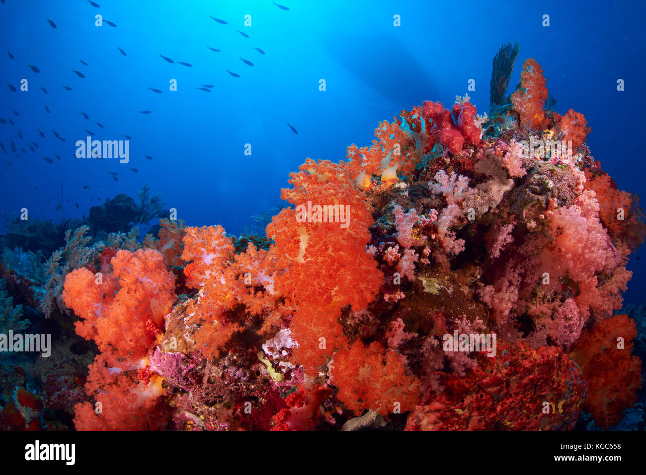 Les récifs coralliens dynamique avec poissons nager passé et l'ombre d'un bateau dans la distance - parc national de Komodo, Indonésie Banque D'Images