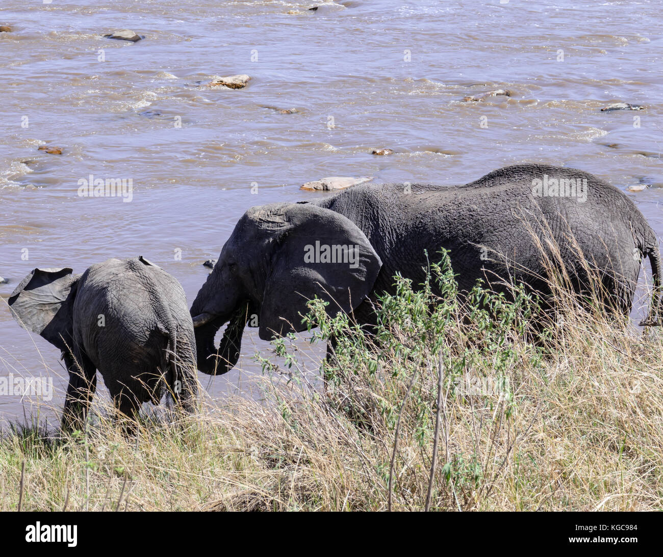 Les jeunes de l'éléphant et sa sœur d'attraper un verre après avoir réussi à traverser la rivière au cours de la Grande Migration Banque D'Images