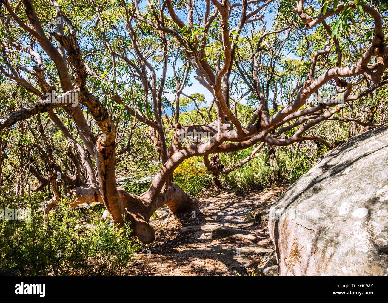 L'Australie, Nouvelle Galles du Sud, Côte Centrale, Bouddi National Park, tordu et gnareld Angophora costata, Sydney Red Gums, allong la Bullimah Spur hiki Banque D'Images