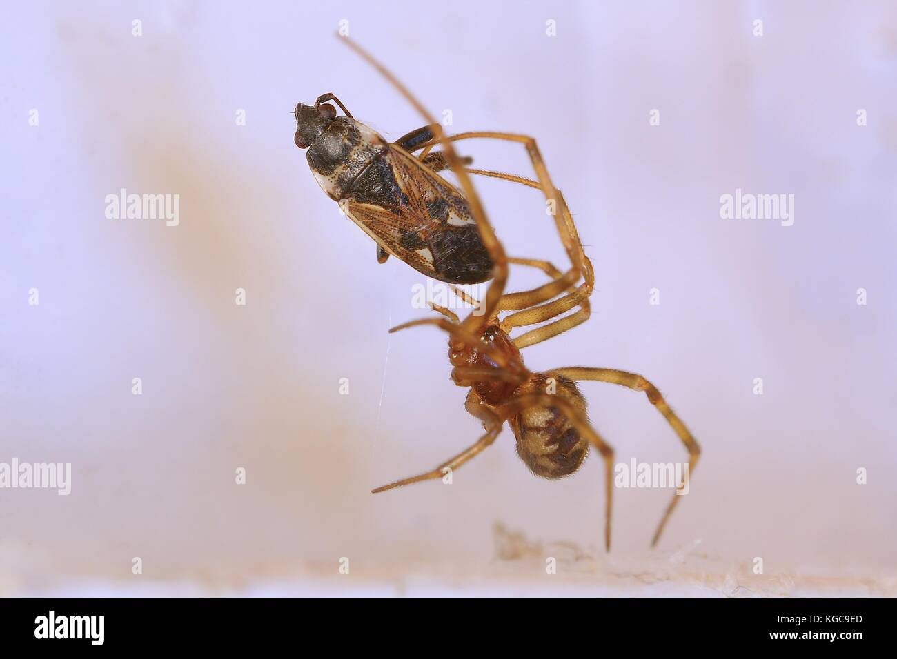 Araignée et proies Banque D'Images