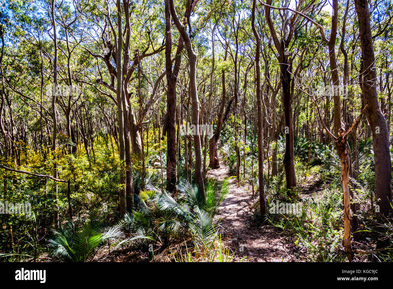 L'Australie, Nouvelle Galles du Sud, Côte Centrale, Bouddi National Park, ancienne fougères de cycadales croître au-dessous d'une forêt d'Angophora costata, Sydney Red Gum, le long t Banque D'Images