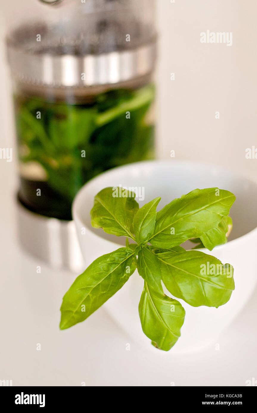 Thé de menthe poivrée et de basilic sur le brassage tableau blanc Banque D'Images