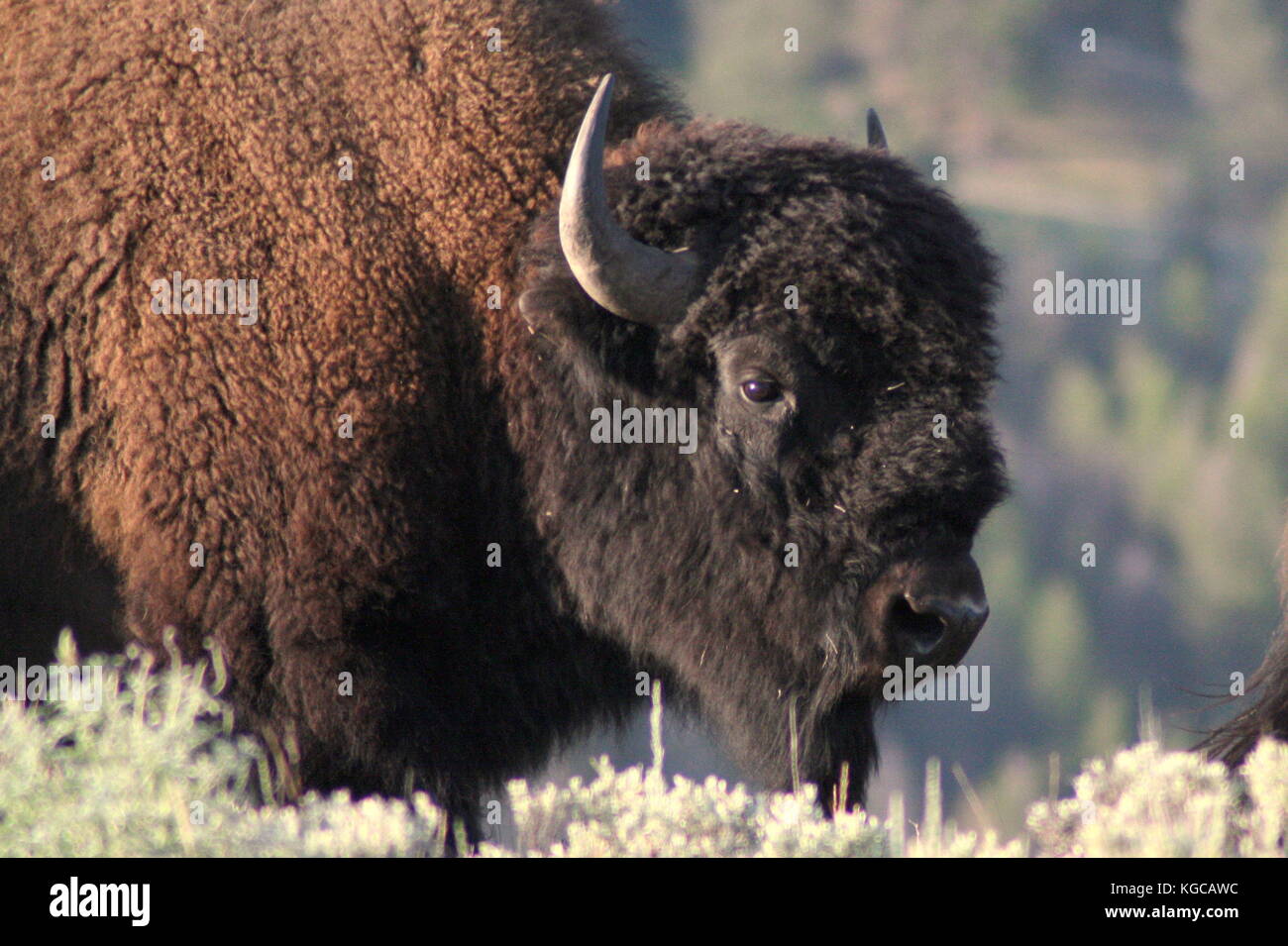 Portrait de Buffalo dans le parc national de Yellowstone, aux États-Unis. Banque D'Images