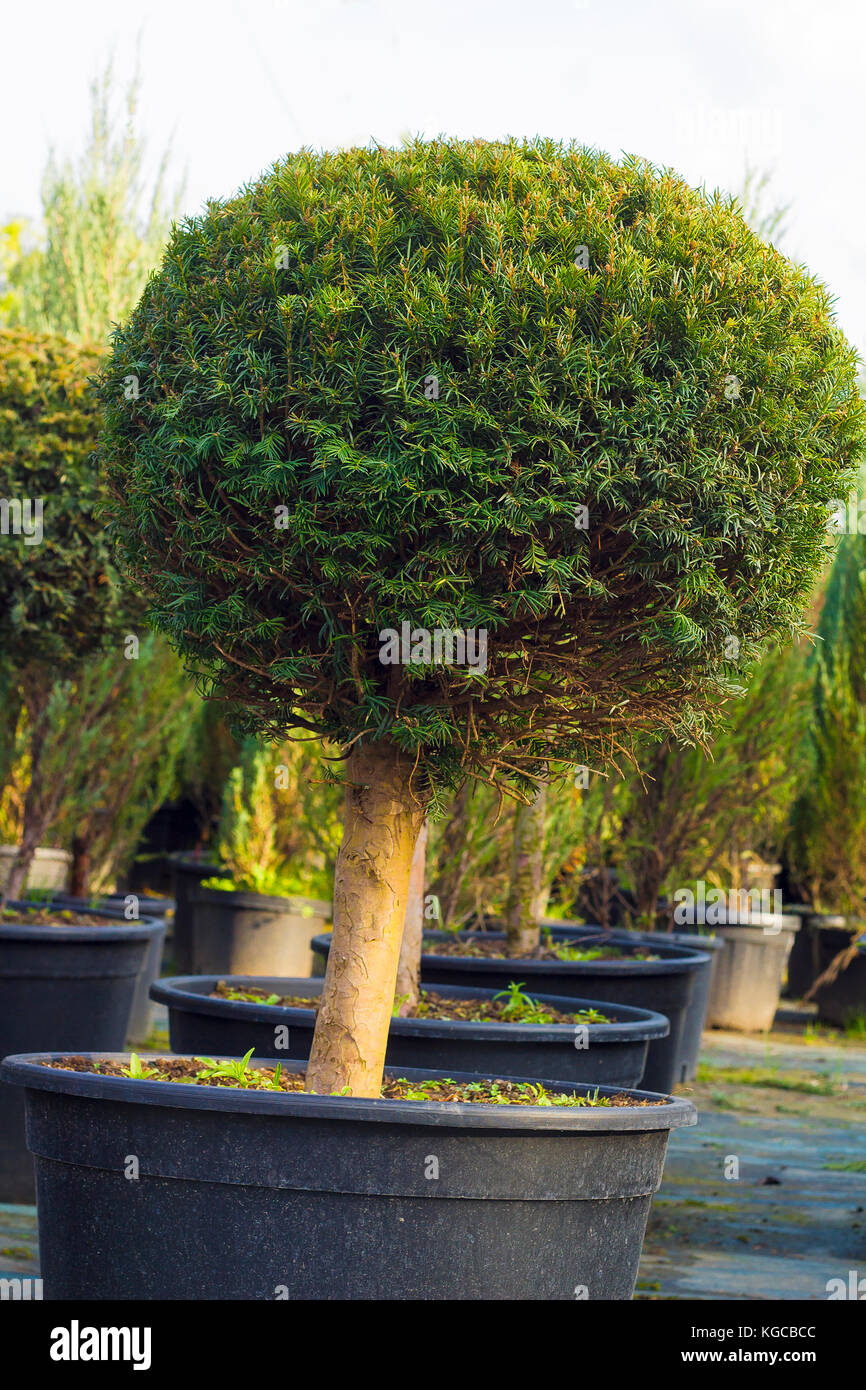 Taxus evergreen conifère taillé en forme de sphère en pot Banque D'Images