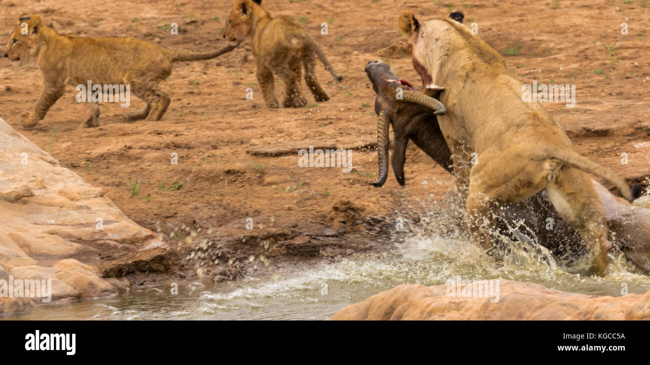 Une lionne porte sa mort d'un buck d'eau adulte à ses petits en attente à travers la rivière Tsavo, parc national de Tsavo East, Kenya Banque D'Images