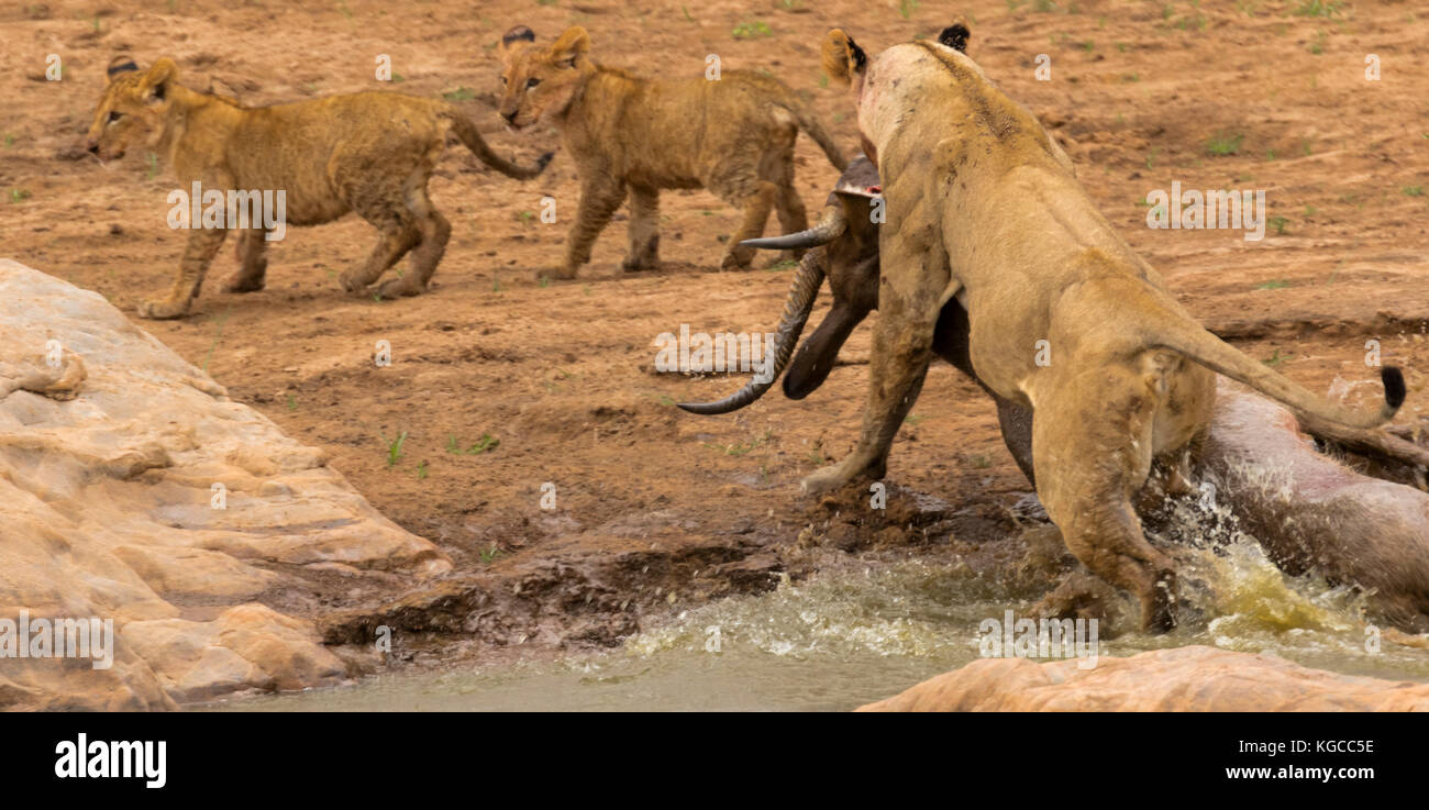 Une lionne porte sa de tuer un adulte mâle de l'eau à travers la rivière Tsavo à ses petits. l'Est de Tsavo, au Kenya Banque D'Images