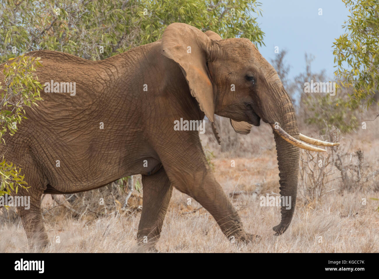 Un éléphant d'Afrique marche dans le Bush dans le parc national de Tsavo East, au Kenya Banque D'Images