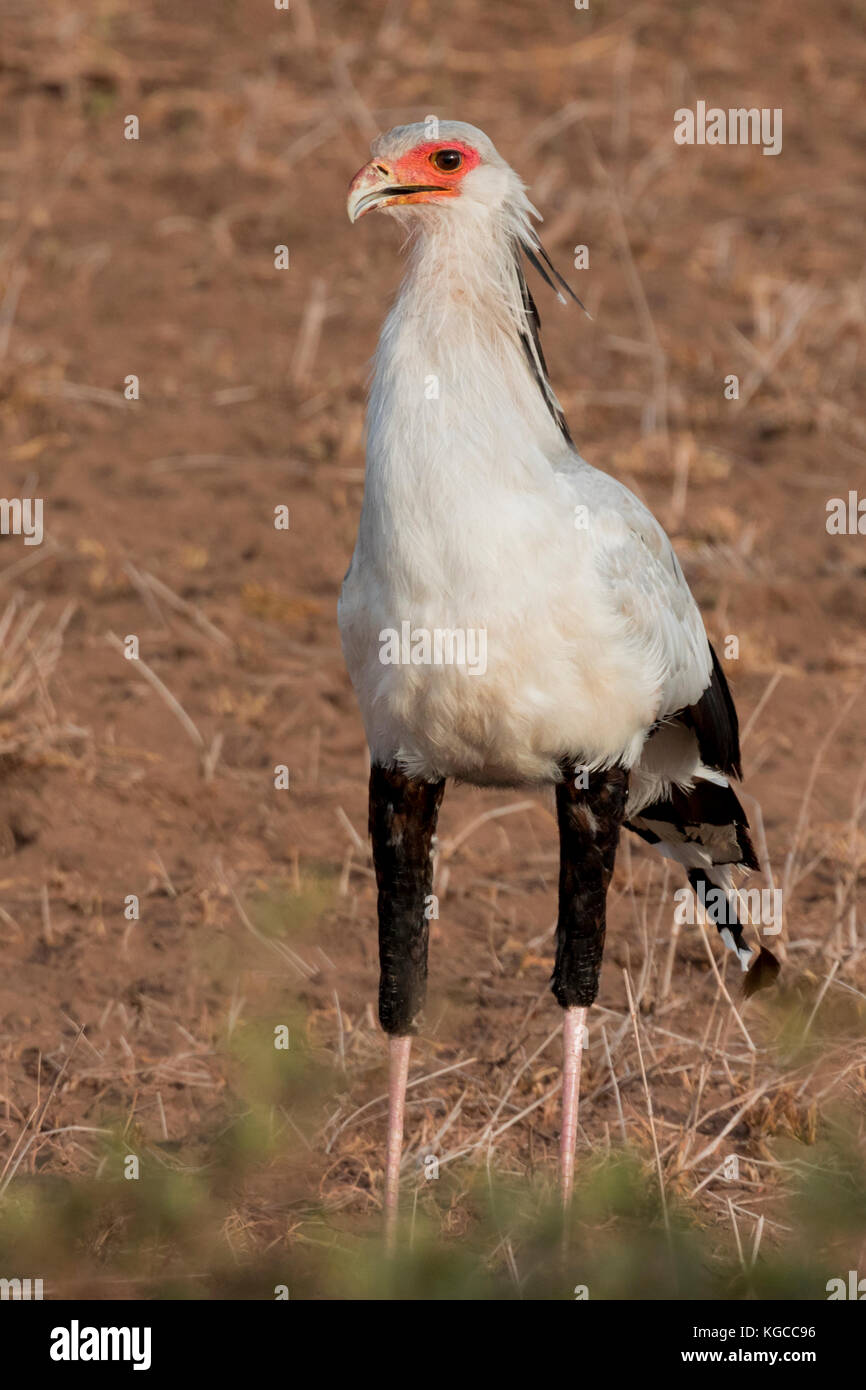 Un oiseau secrétaire à la proie à Tsavo East National Park, Kenya Banque D'Images