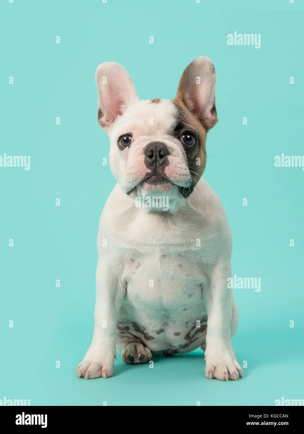 Blanc et brun mignon assis chiot bouledogue français face à l'appareil photo sur un fond bleu menthe Banque D'Images