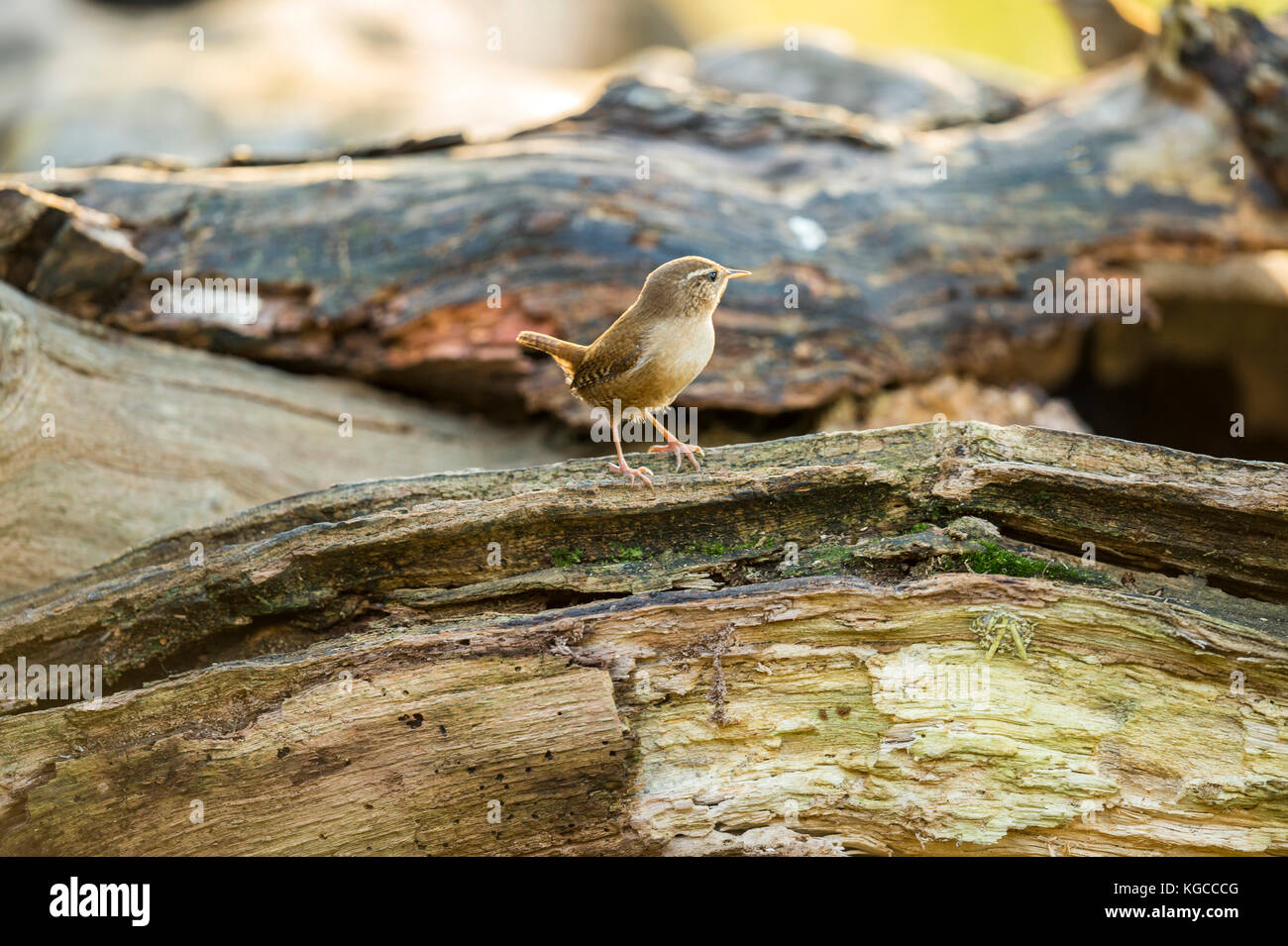 La faune dans leur habitat naturel. Notre trésor national une belle Wren représenté de nourriture et la baignade en anciens bois sur fine soirée d'automne. Banque D'Images