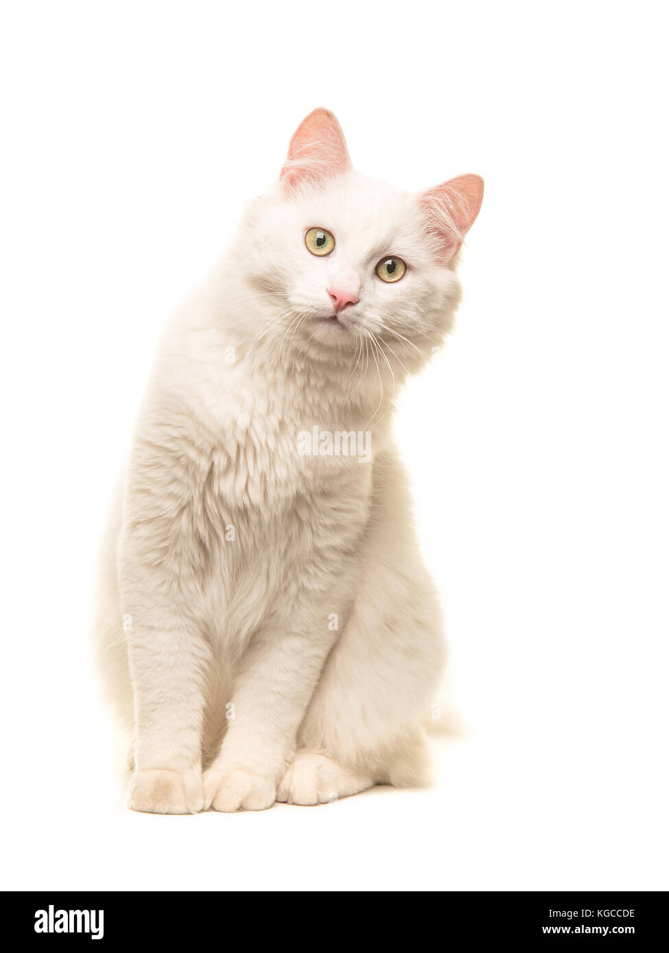 Chat Angora turc blanc assis assis et se pencher en avant pour regarder dans l'appareil isolé sur fond blanc Banque D'Images