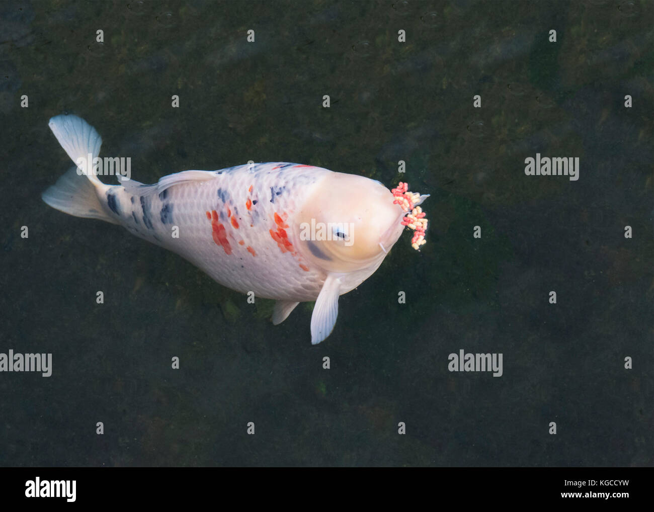 L'alimentation des carpes koï dans un étang à côté de l'arrière-plan plan de l'espace de copy d'annonce Banque D'Images
