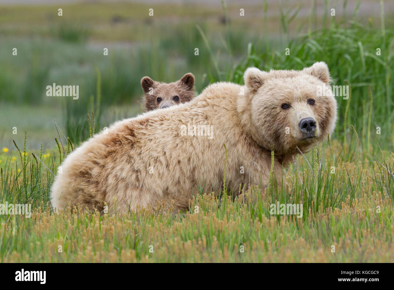 L'ours brun d'Alaska semer avec cub Banque D'Images