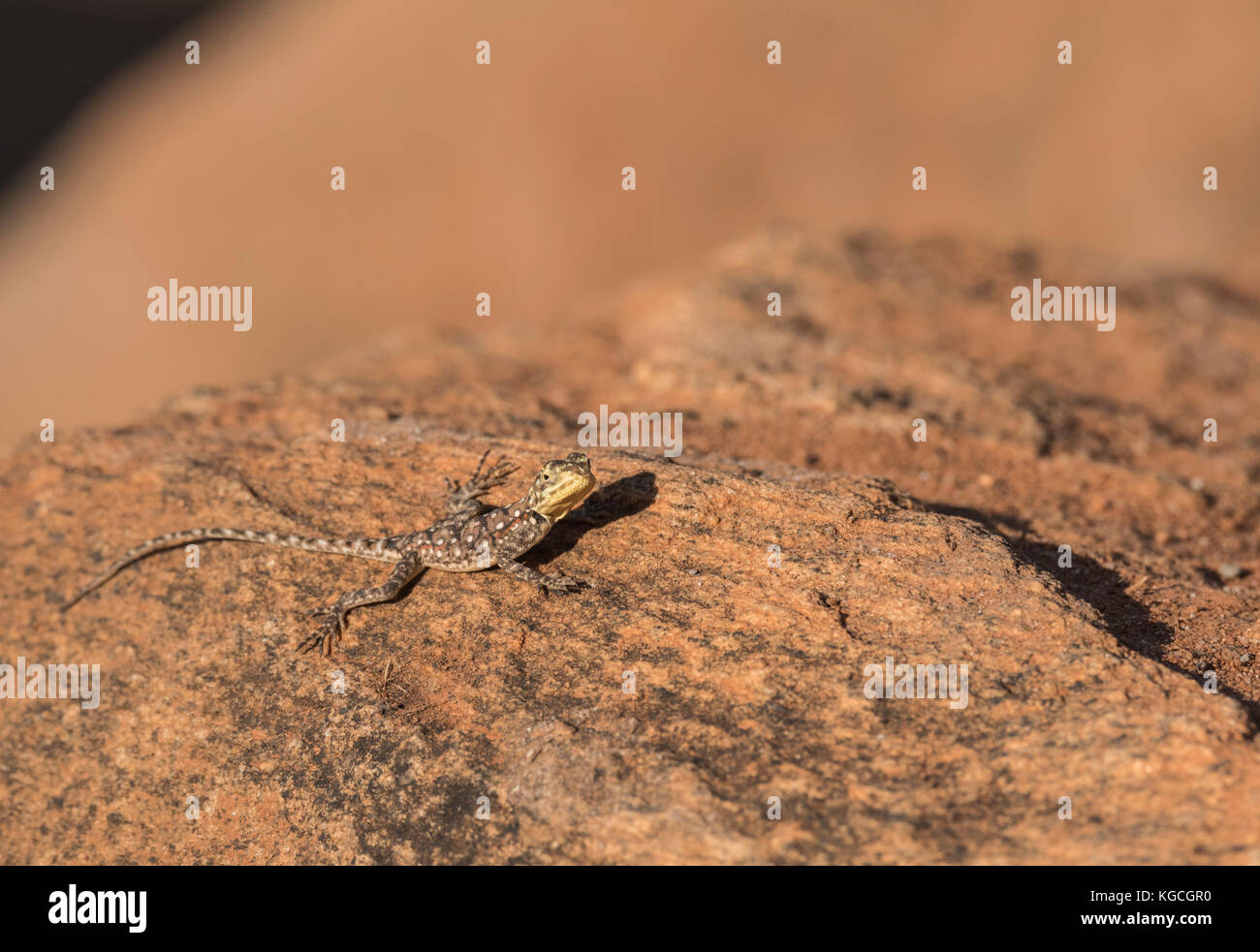 Un petit lézard Agama Banque D'Images