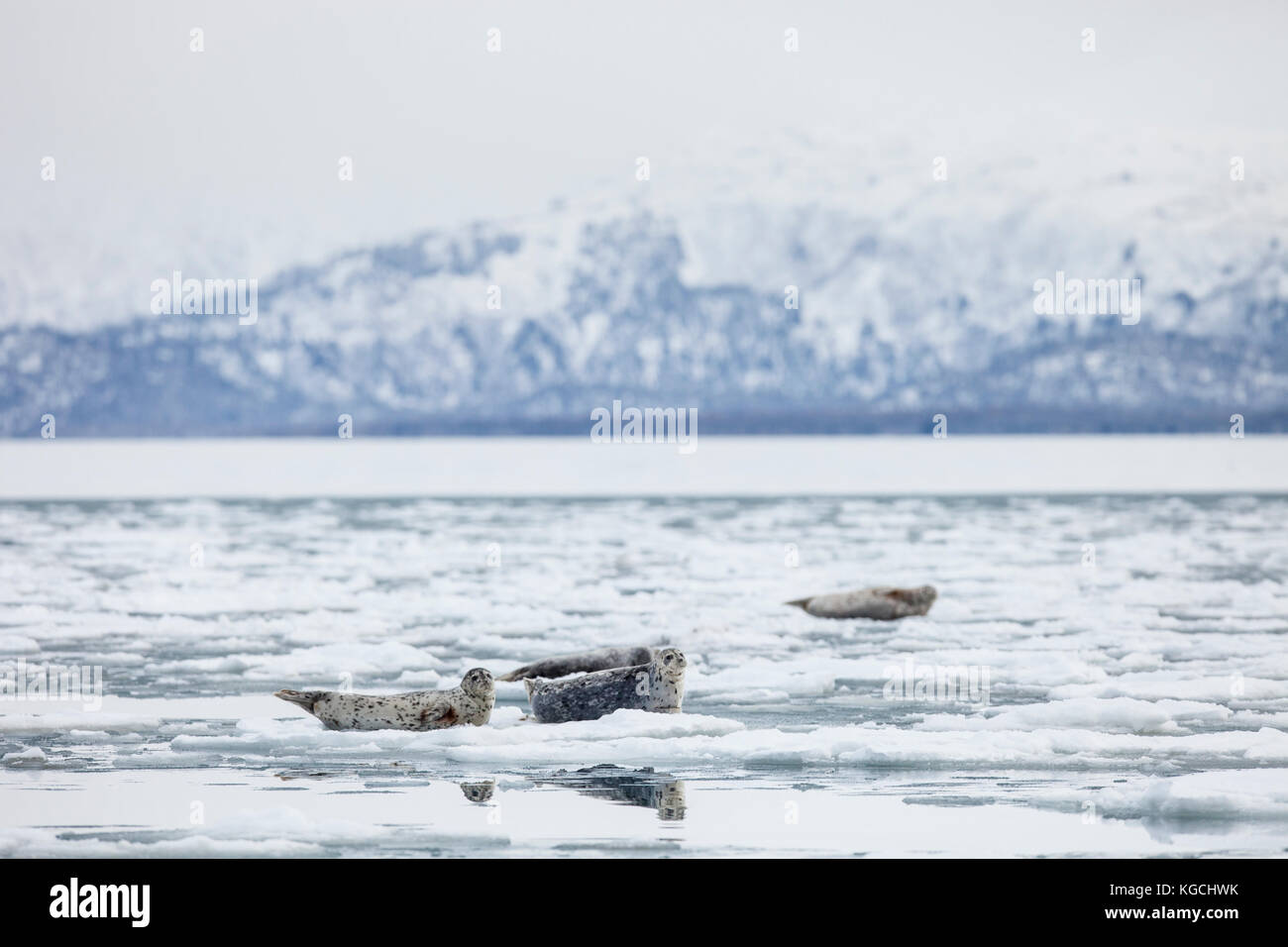 Les phoques communs de banquise en Alaska Banque D'Images