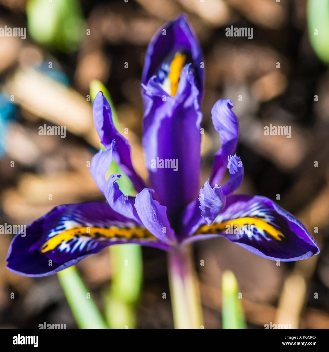 Un plan macro sur iris réticulé à l'harmonie. Banque D'Images