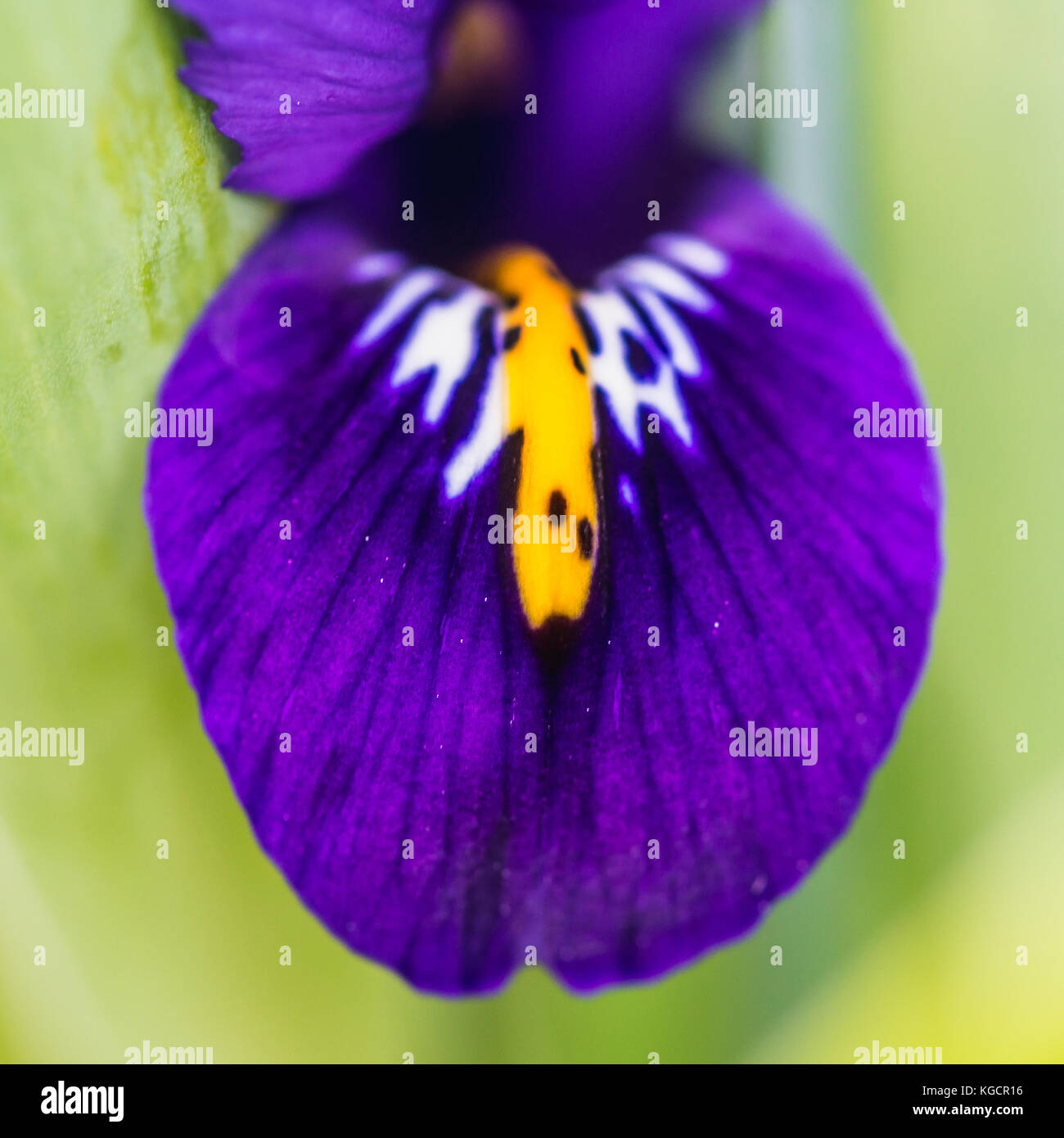 Un plan macro sur une harmonie iris réticulé bloom. Banque D'Images