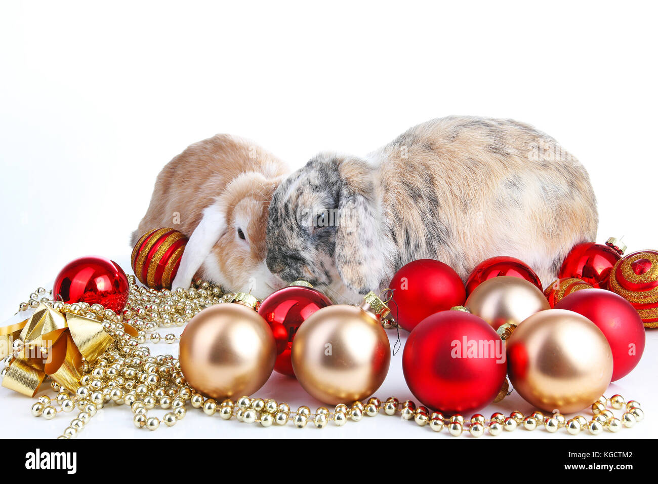 Animaux Animaux de compagnie Noël Noël. Lop lapin mignon