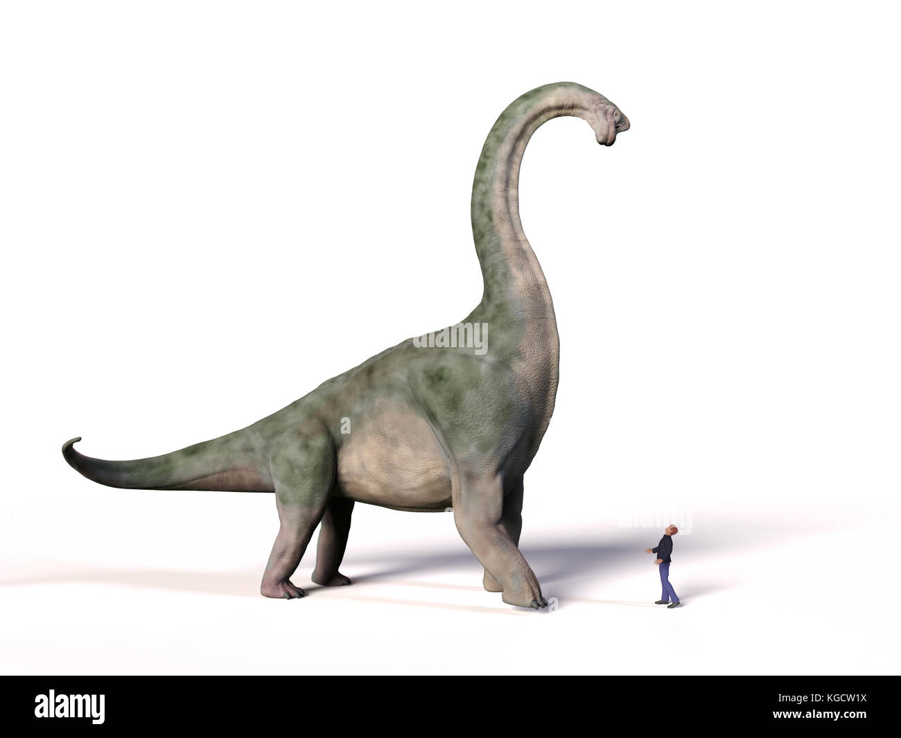 Comparaison de la taille d'un altithorax de Brachiosaurus adulte du Jurassique supérieur et d'un humain de 1,8 m (Homo sapiens), illustration 3d. Banque D'Images