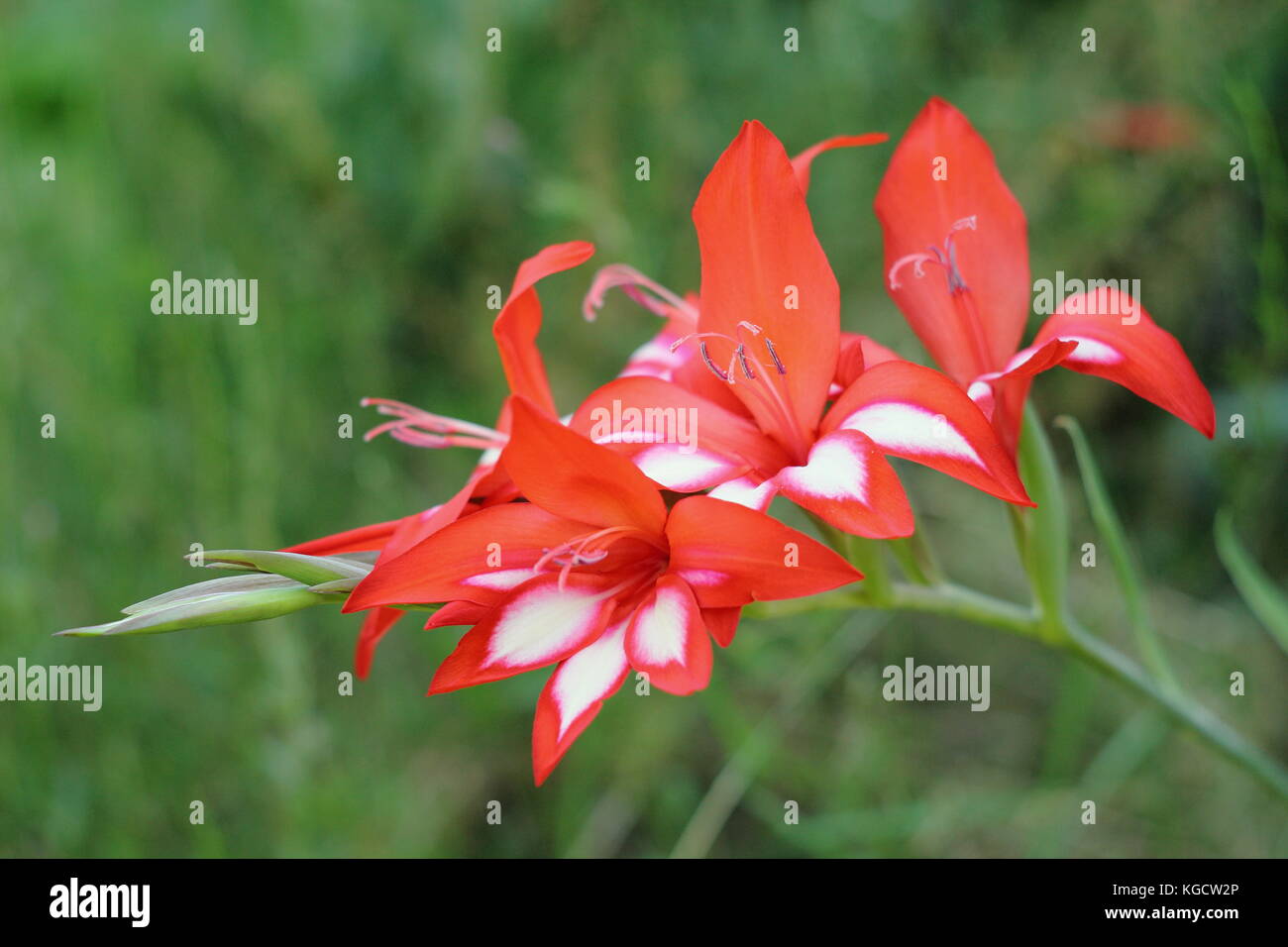 Glaïeul (gladiolus cascade cardinalis), en pleine floraison dans un cadre ombré d'un jardin anglais en été (juillet), Royaume-Uni Banque D'Images