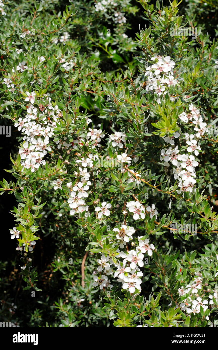 Plateau-tree, laineux (Leptospermum lanigerum), un arbuste en fleurs, dans un jardin anglais, UK Banque D'Images