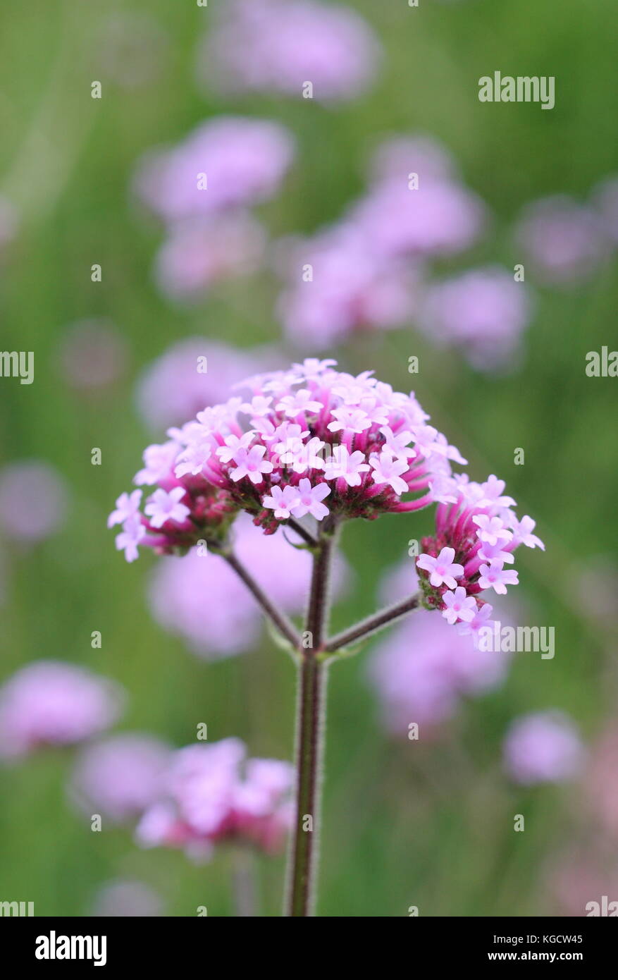 Verbena bonariensis verveine argentin (floraison) dans un jardin anglais border en été (juillet), Royaume-Uni Banque D'Images