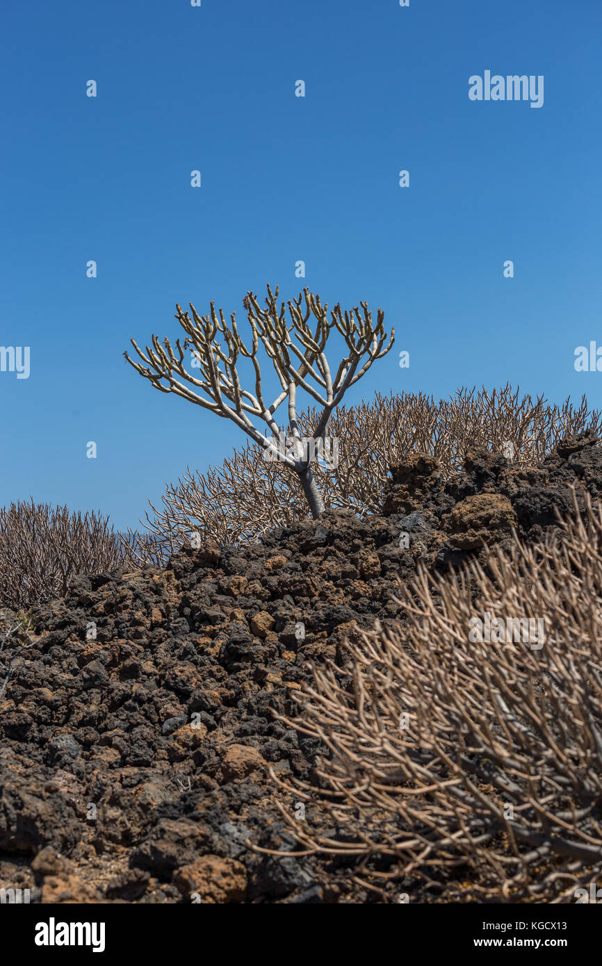 La végétation succulente en zone volcanique de l'île de Tenerife, Canaries, Espagne, Europe Banque D'Images