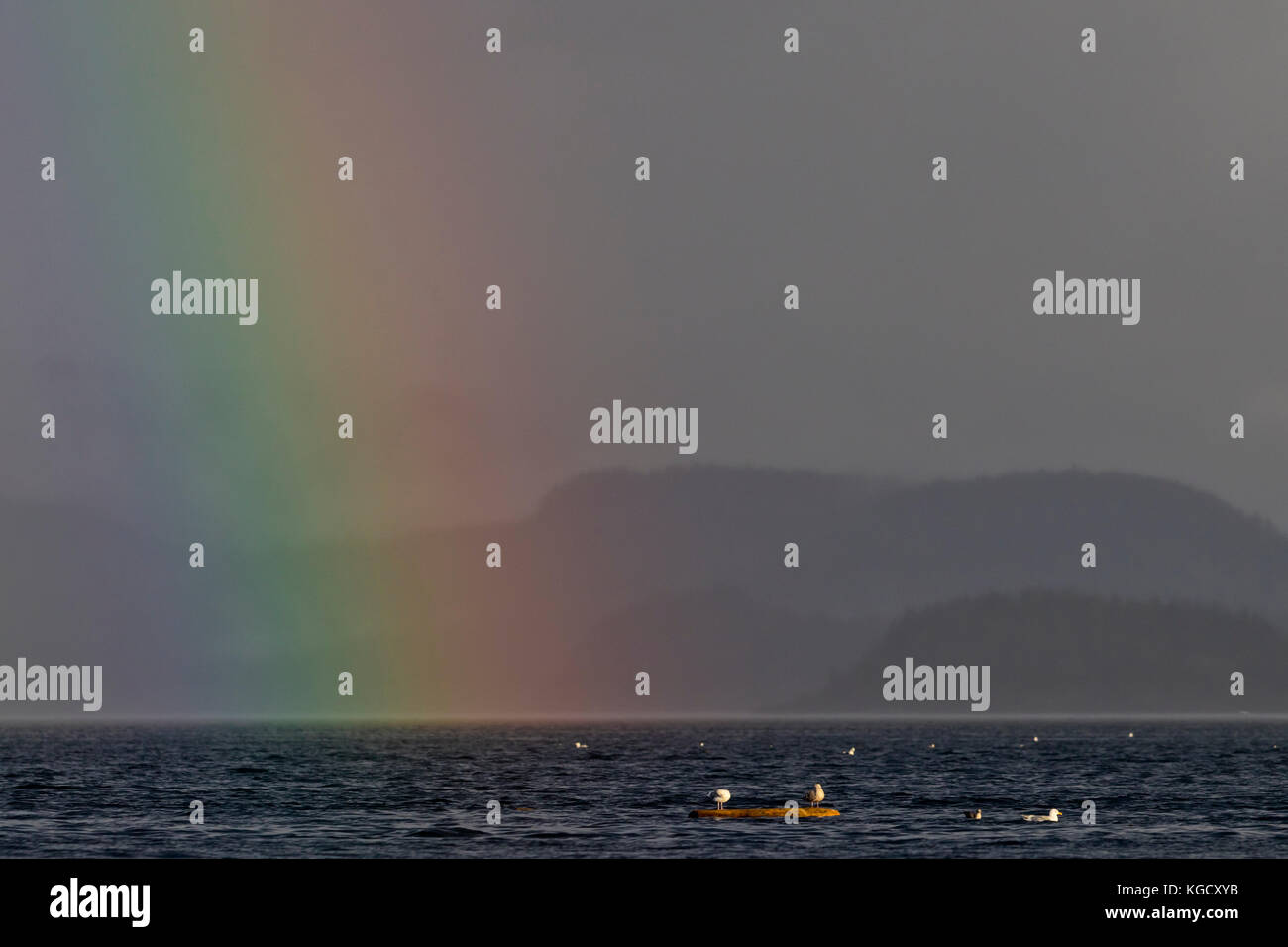 Mouettes assis sur un journal sous un bel arc-en-ciel dans le détroit de la Reine-Charlotte au large de l'île de Vancouver Nord, Colombie-Britannique, Canada. Banque D'Images