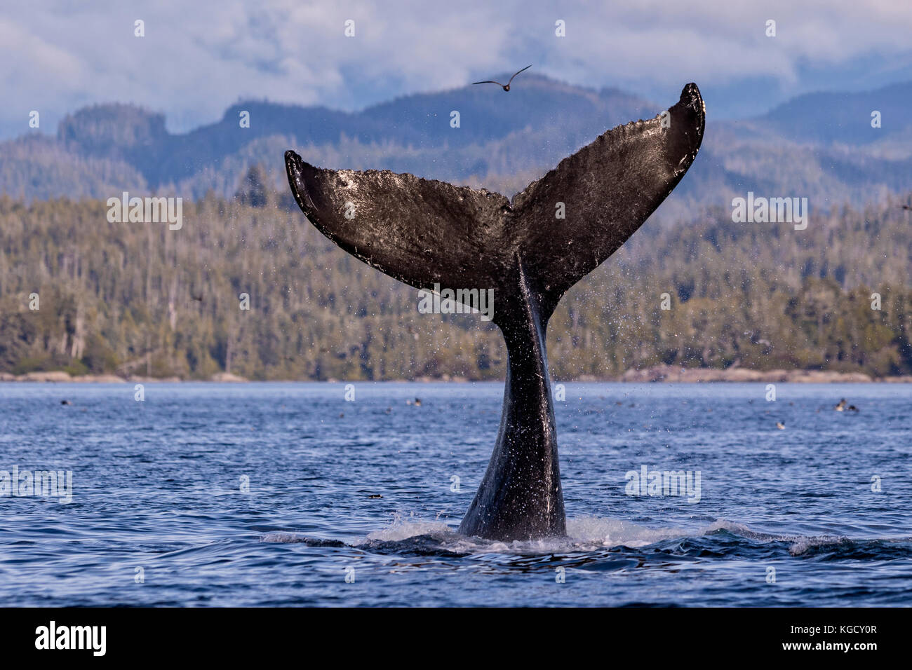 Baleine à bosse (Megaptera novaengliae) projections fluke en face de montagnes côtières de la Colombie-Britannique dans le détroit de la Reine-Charlotte au large de l'île de Vancouver Banque D'Images
