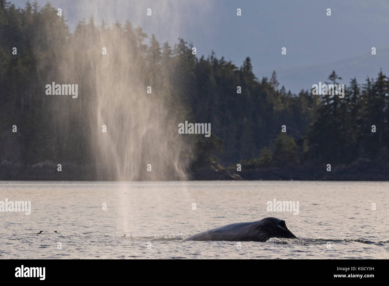 Baleine à bosse en weynton crachant de passage au large du nord de l'île de Vancouver, Colombie-Britannique, Canada. Banque D'Images