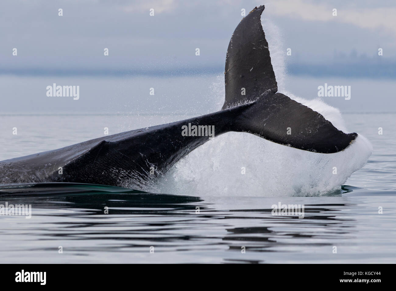 Baleine à bosse avec ses éclaboussures fluke, un puissant écran, au large de l'île de Vancouver, Colombie-Britannique, Canada. Banque D'Images