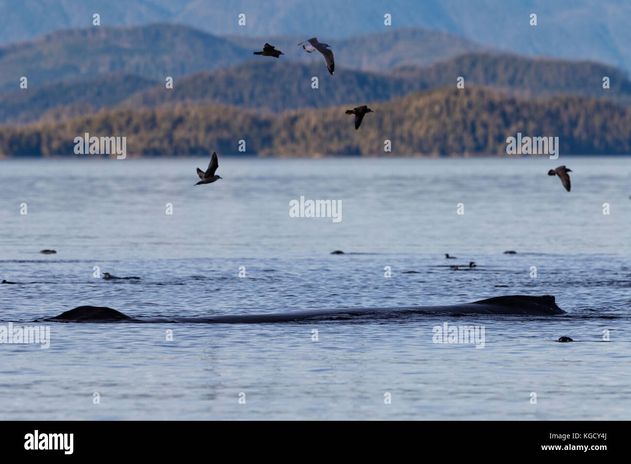 Baleine à bosse le long repos waterbirds in Queen Charlotte Strait le long de la forêt du Grand Ours, en Colombie-Britannique Les montagnes côtières, Canada Banque D'Images