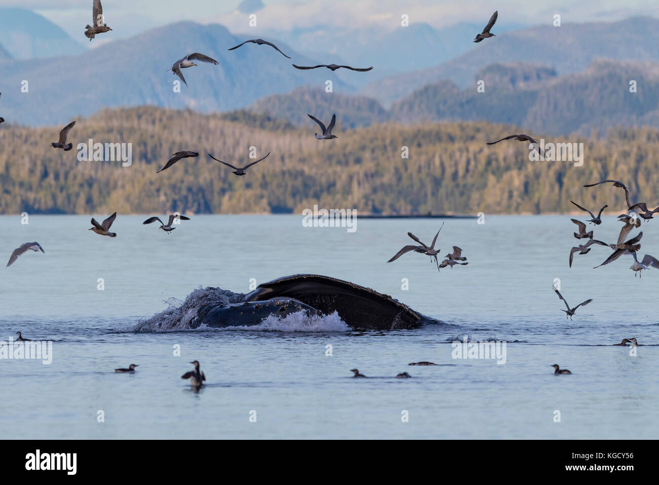Baleine à bosse l'alimentation salon entouré par les mouettes à Queen Charlotte Strait avec la forêt du Grand Ours, en Colombie-Britannique Les montagnes côtières, ca Banque D'Images