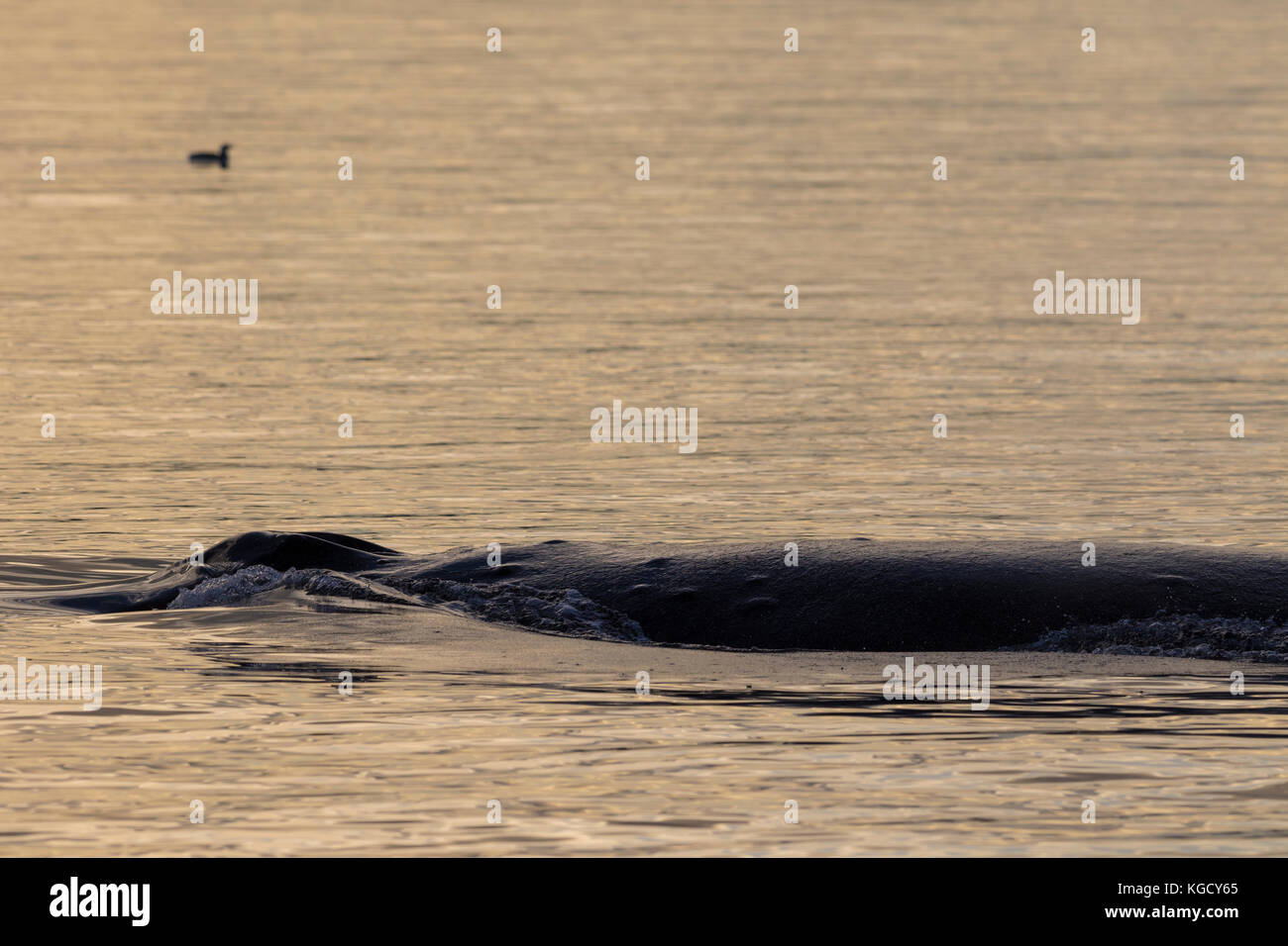Baleine à bosse le long repos waterbirds in Queen Charlotte Strait le long de la forêt du Grand Ours, en Colombie-Britannique Les montagnes côtières, Canada Banque D'Images