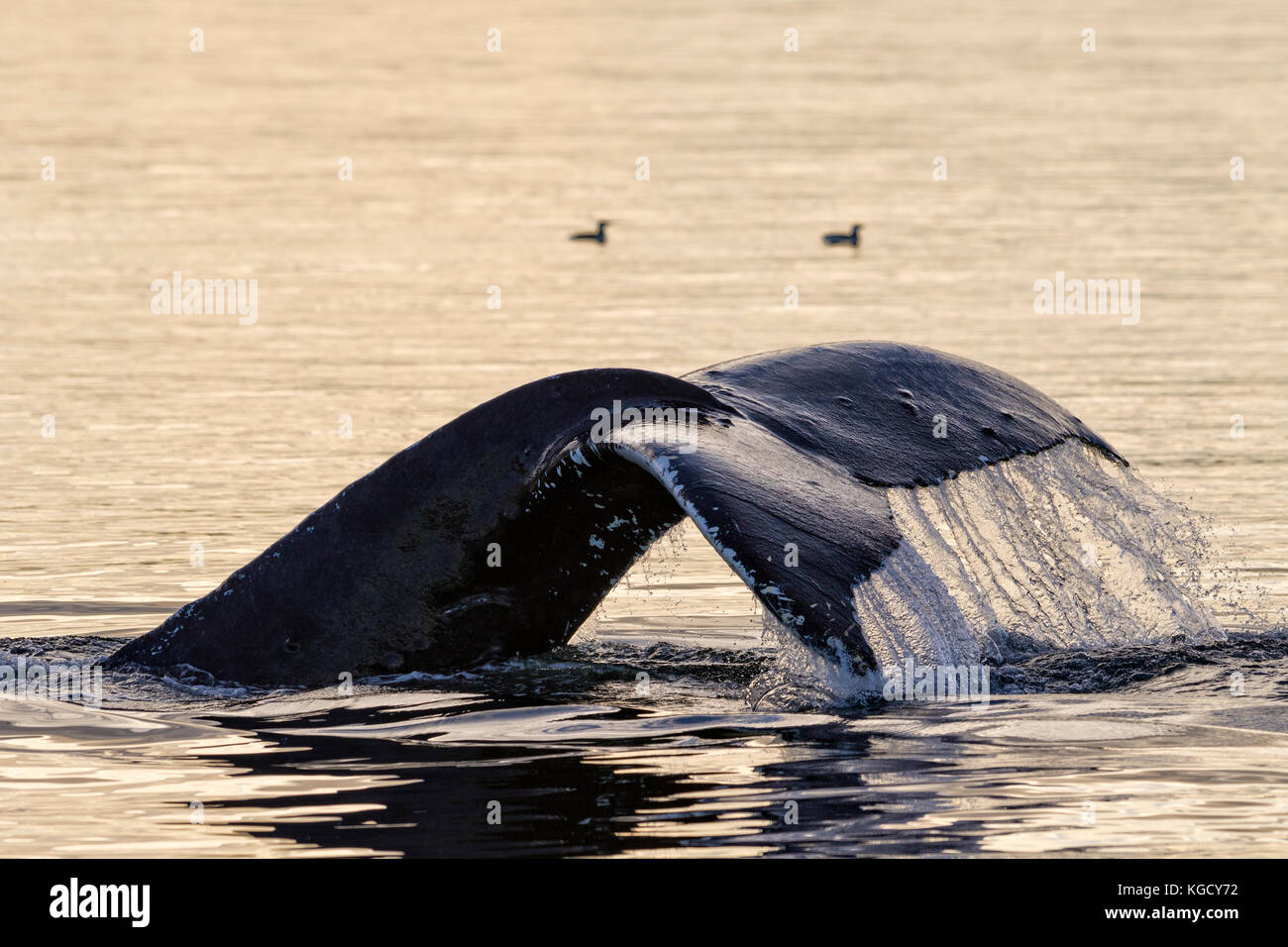 Plongée baleine à bosse et montrant sa sur un fluke fin de l'automne après-midi dans le détroit de la Reine-Charlotte au large du nord de l'île de Vancouver, Colombie-Britannique, Canada Banque D'Images