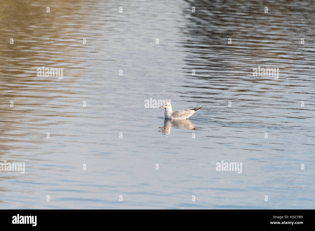 Mouette sur l'eau noire Banque D'Images