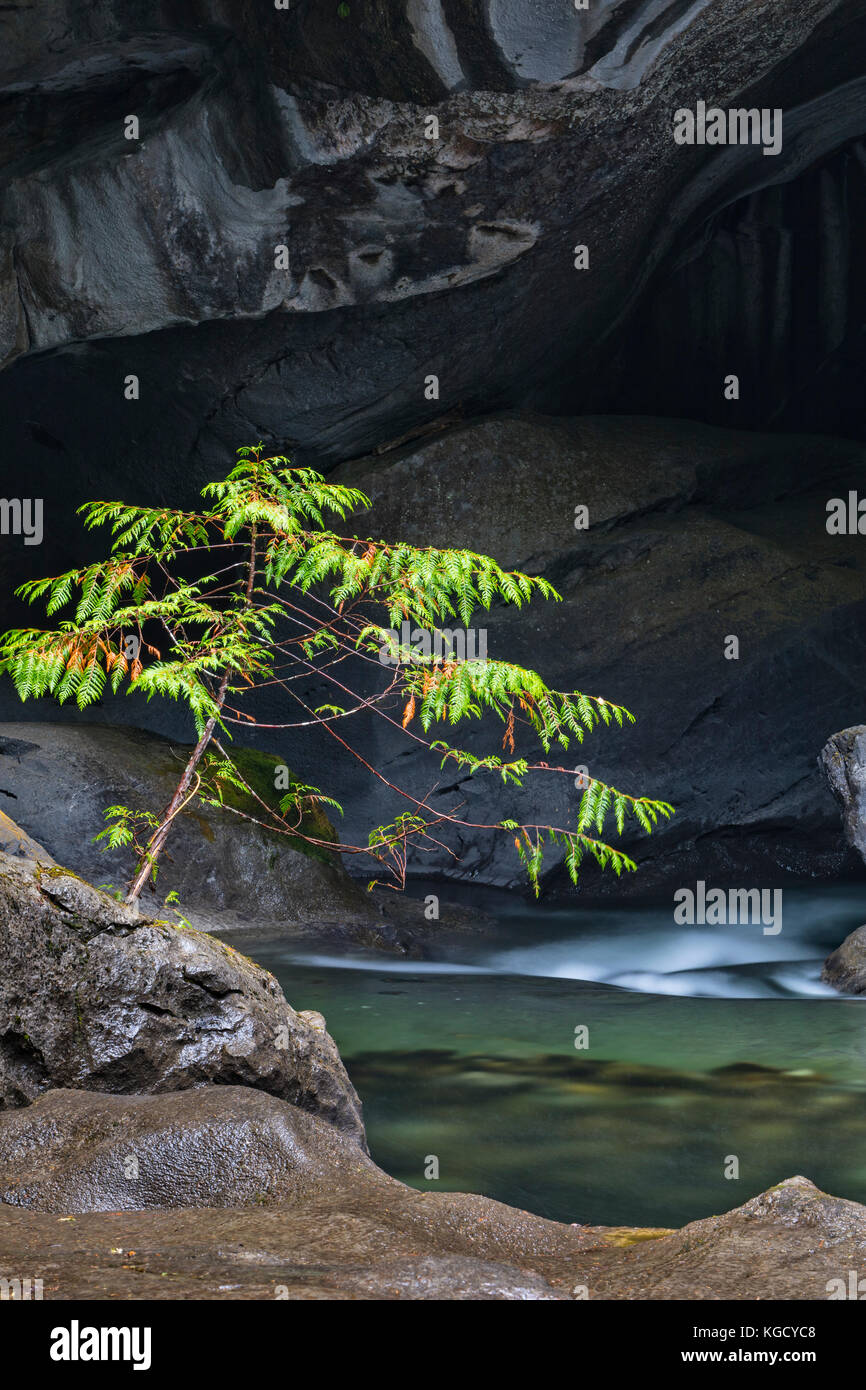 Petit arbre à little huson cave Regional Park au nord de l'île de Vancouver, Colombie-Britannique, Canada. Banque D'Images