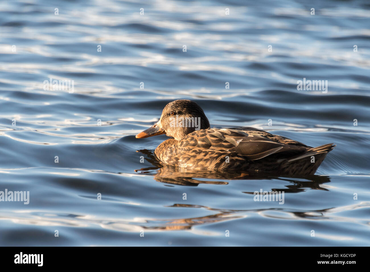 Canard colvert sur l'eau, soleil d'hiver Banque D'Images