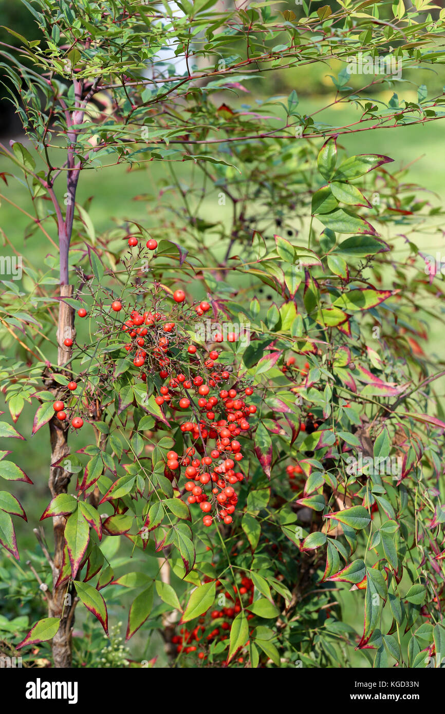 Un bouquet de petits fruits rouges de heavenly bamboo, La Nandina domestica Banque D'Images