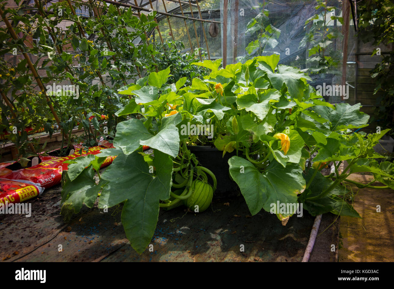 Un melon d'être cultivés en serre. Banque D'Images