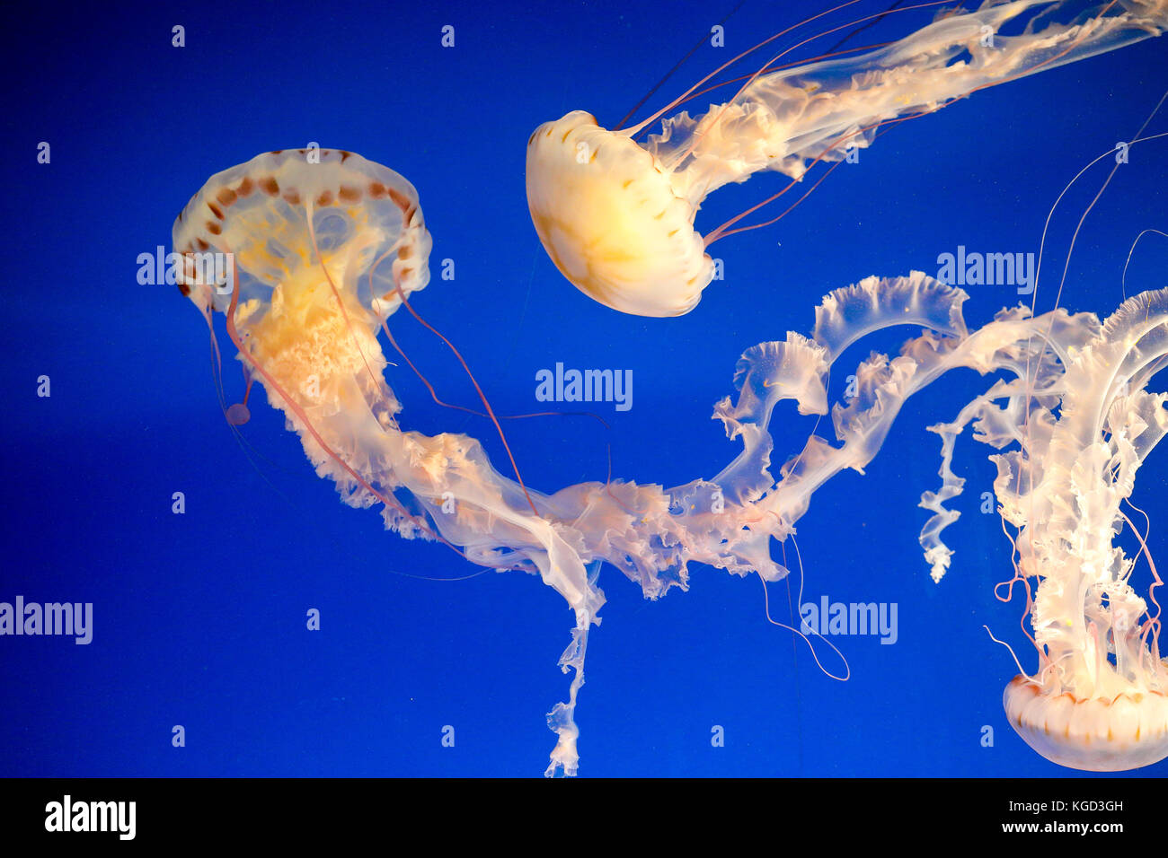 Des méduses dans un aquarium Banque D'Images